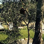 Gli Ulivi * Borgomaro