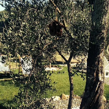 Gli Ulivi * Borgomaro