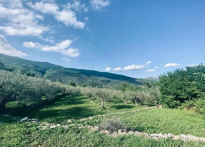 Gli Ulivi * Borgomaro
