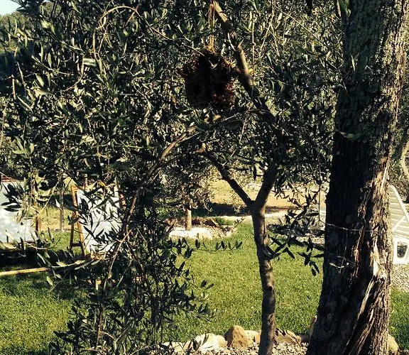 Gli Ulivi * Borgomaro
